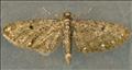 1835 (70.16)<br>White-spotted Pug